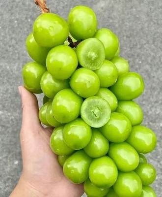 kupować Vertical Expansion Tray Sealer for Sunshine Rose Grapes produkcja online